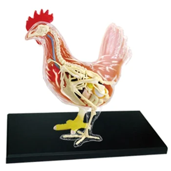 Красная и белая курица 4D Мастер-головоломка, игрушка для сборки, Биология животных, Анатомический орган, обучающая модель, анатомия